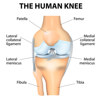 menisci of the knee