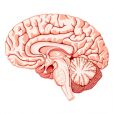 Physiotherapy For Brain Injuries in Sutton Coldfield