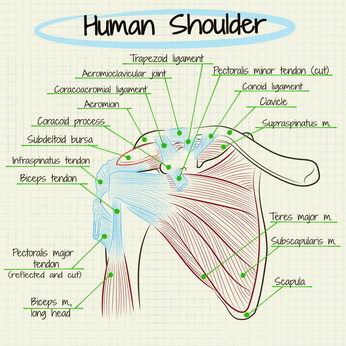 shoulder anatomy